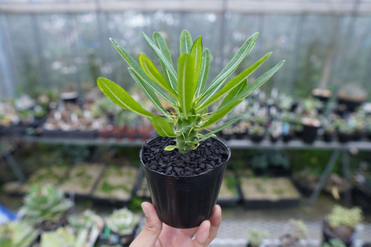 パキポディウム アンボンゲンセ Pachypodium ambongense No.1 | m