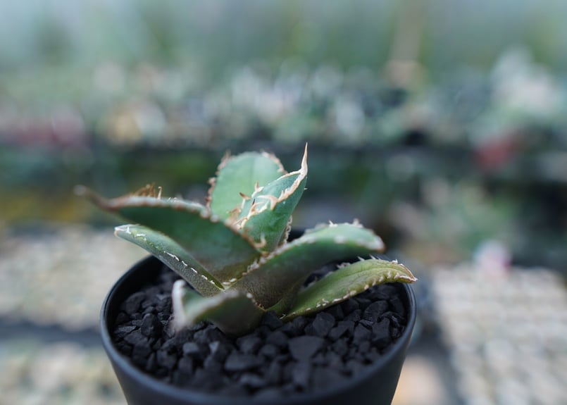 アガベ　チタノタ　コードR 親株 アガベ チタノタ code R agave titanota code R | mana's