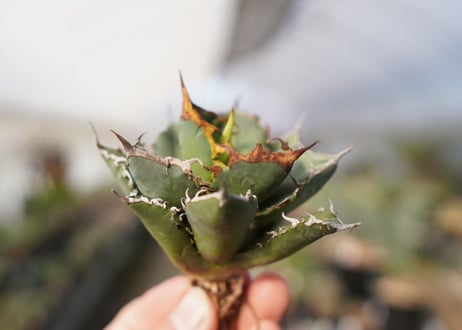 agave titanota FO-76  No.14