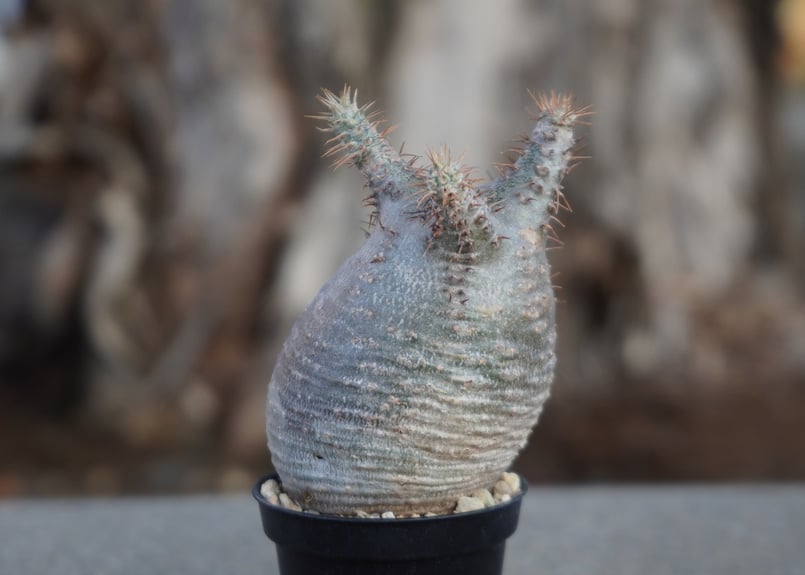 パキポディウム グラキリス No.9 | mana's farm:塊根植物・アガベ