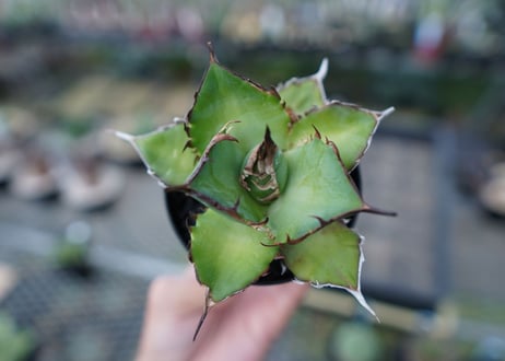 アガベ　チタノタ　ハデス　Agave titanota Hades　No.1