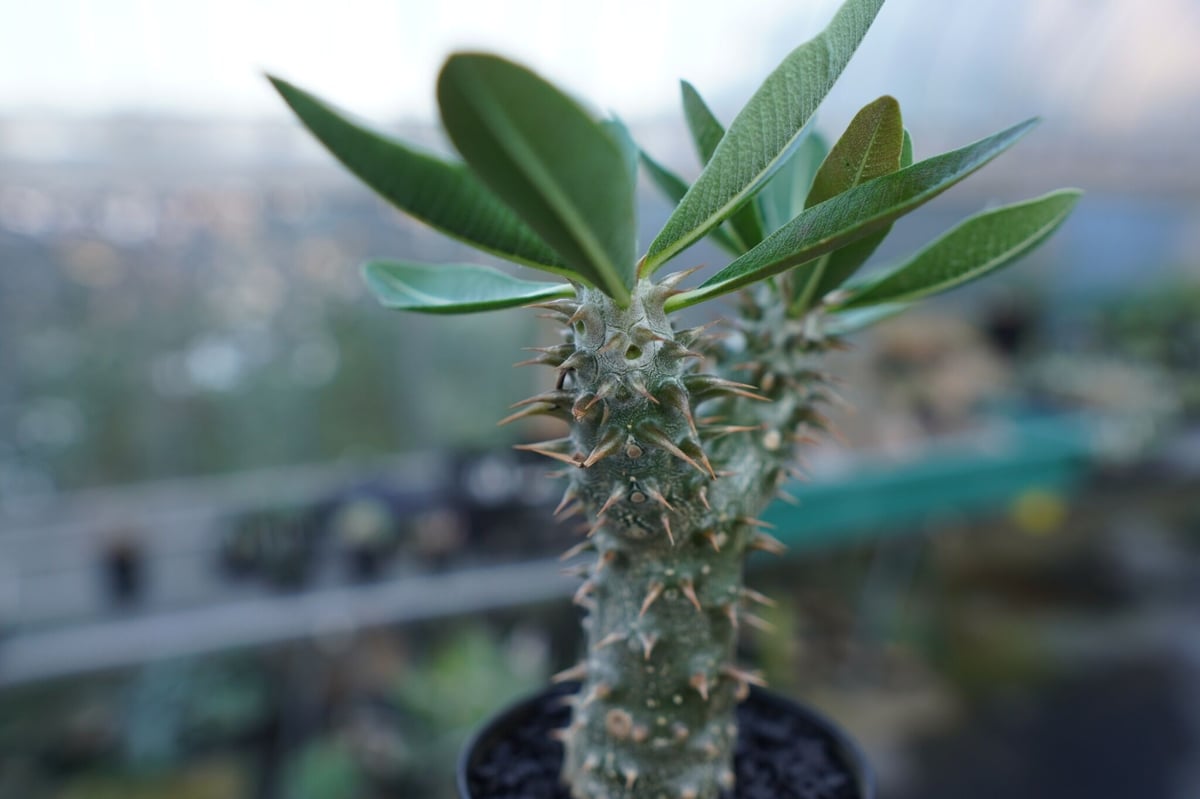パキポディウム ハイブリッドPachypodium hyb. (タッキー×グラ