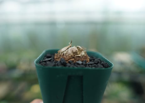 亀甲竜　Dioscorea elephantipes　No.1