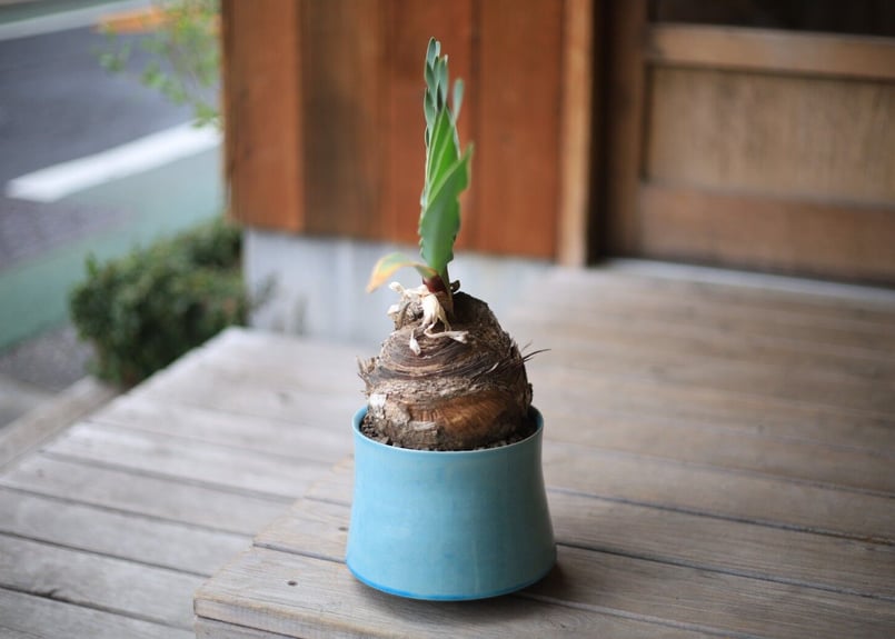 ブーファン Boophane | mana's farm:塊根植物・アガベ・ドライガーデン