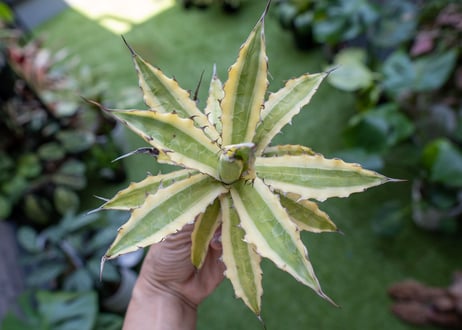 Agave xylonacantha “Frostbite”  NO.3     (G)