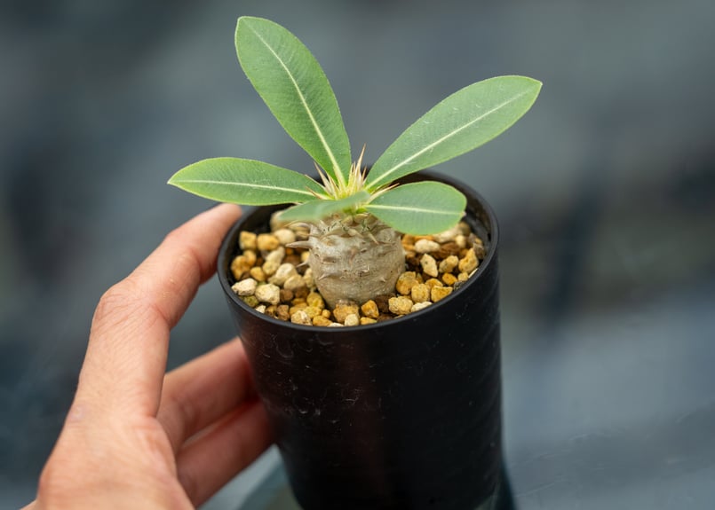 パキポディウム レウコキサンツム | mana's farm:塊根植物・アガベ