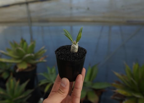 パキポディウム　デンシフローラム　Pachypodium densiflorum