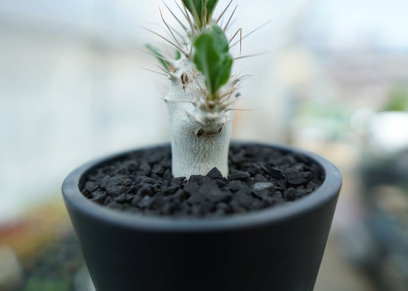 パキポディウム サンデルシー Pachypodeium saundersii No.3 |