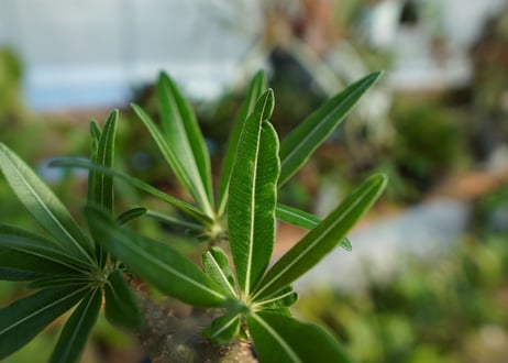 【発根管理中】パキポディウム　グラキリス　 Pachypodium Gracilius  No.8