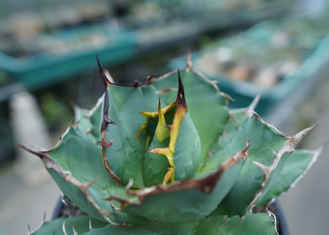 アガベ　チタノタ　FO-76　agave titanota  FO-76