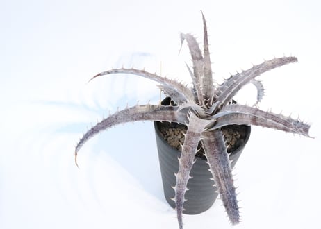 Dyckia  Rock × ML Red