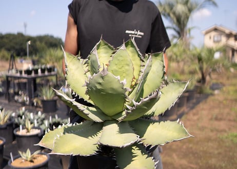 Agave Fo-76 特選特大株のカキコ株