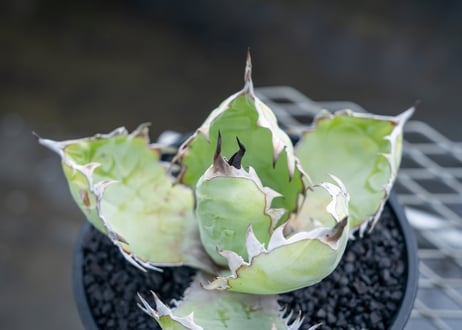 アガベ　チタノタ　 ブラックアンドブルー 　Agave titanota black and blue  NO.01