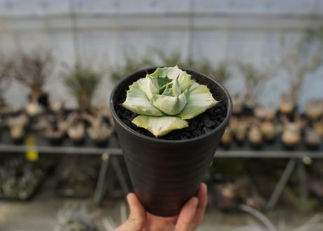 アガベ　王妃雷神錦　白中斑　Agave　“Ohi Raijin Nishiki Shironakahu”   No.1