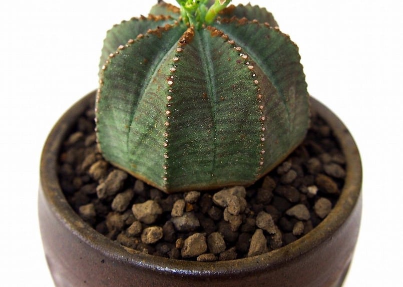 ユーフォルビア オベサ euphorbia Obesa | mana's green:塊根植物...