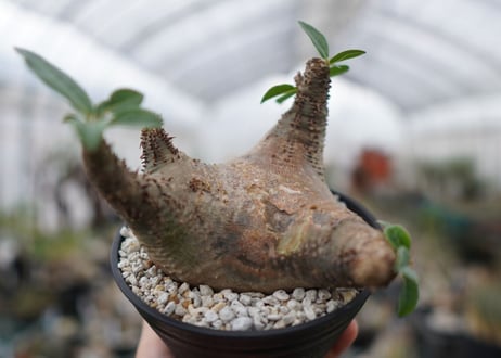 パキポディウム　マカイエンセ　Pachypodium Makayense　NO.5