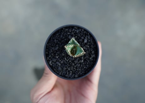 アガベ　チタノタ　鬼爪雪峰  Agave titanota “Onitsume Yukimine”