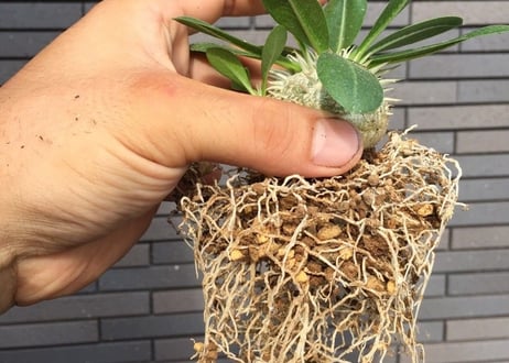 Pachypodium brevicaule　パキポディウム 　恵比寿笑い(白花)