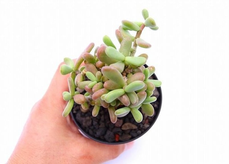 ケラリア ピグマエア | mana's farm:塊根植物・アガベ・ドライガーデン