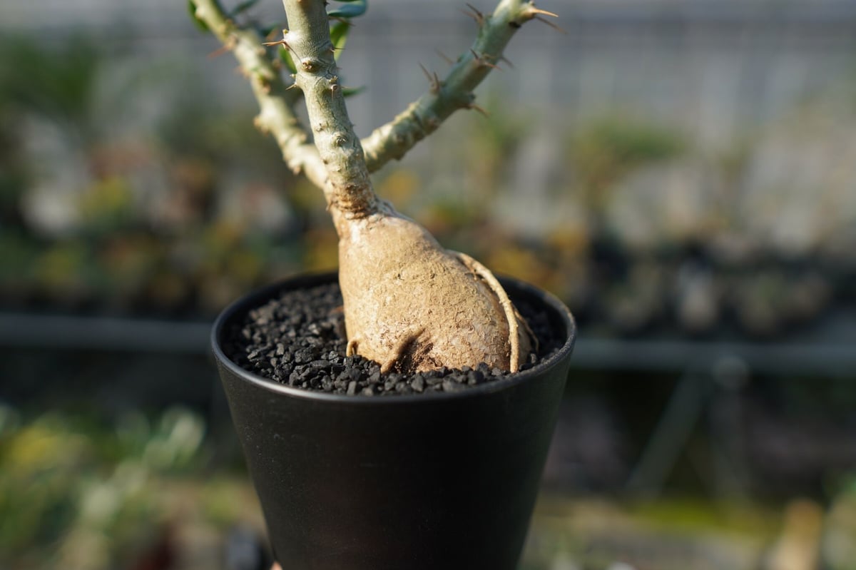 パキポディウム ビスピノーサム Pachypodium bispinosum No.2 | m