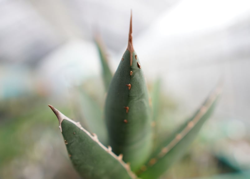 将来有望株♪】すでに裏トゲあり！ アガベ パープソラム | mana's farm