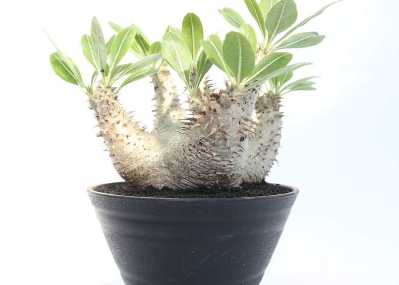 パキポディウム ホロンベンセ | mana's farm:塊根植物・アガベ・ドライ