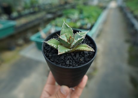 アガベ　チタノタ　FO-76　agave titanota  FO-76　No.9