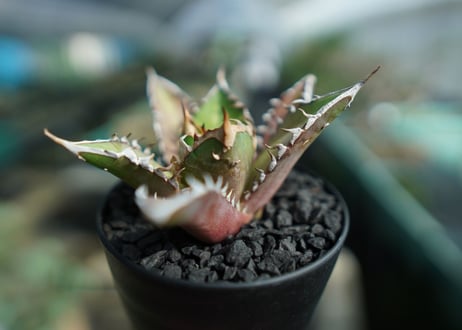 アガベ　チタノタ　レッドキャットウィーズル　Agave titanota Red catweezle　No.7