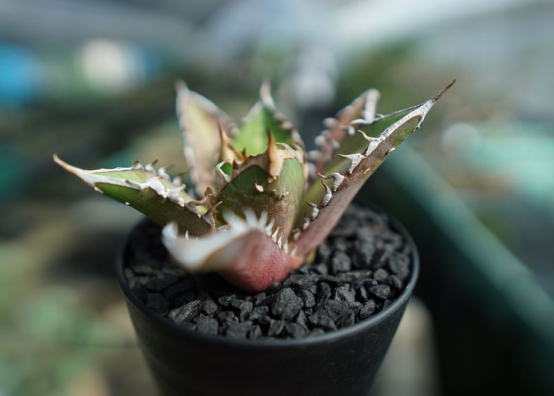 アガベ チタノタ レッドキャットウィーズル Agave titanota Red catwee