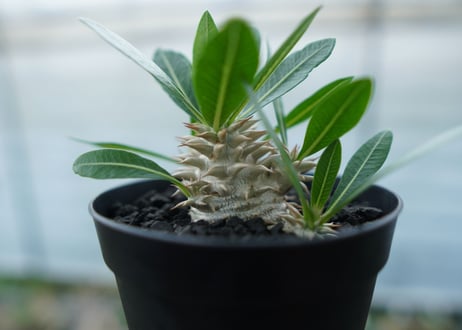 パキポディウム　恵比寿大黒　Pachypodium Densicaule　No.4