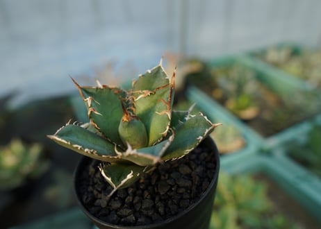 アガベ　チタノタ　FO-76　agave titanota  FO-76