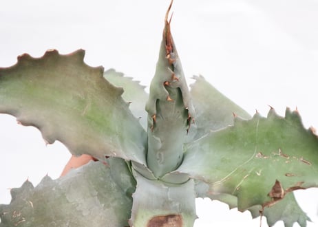 Agave cameron blue