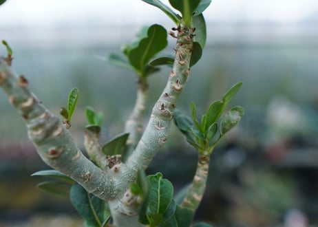 アデニウム　Adenium　No.1