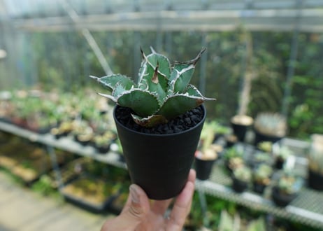 アガベ　チタノタ　白鯨　Agave titanota White whale