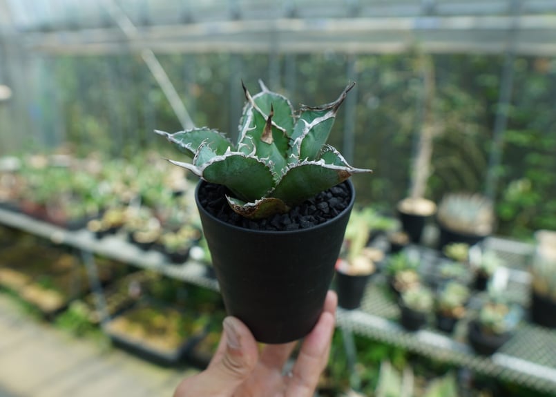 アガベ チタノタ 白鯨 Agave titanota White whale | mana's