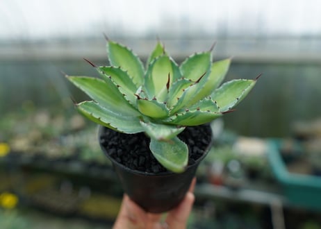 アガベ　 吉祥冠錦　Agave potatorum variegata