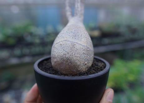 【発根管理中】パキポディウム　グラキリス　 Pachypodium Gracilius  No.3