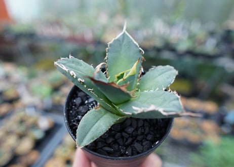 アガベ　チタノタ　FO-76　Agave titanota  FO-76　No.7