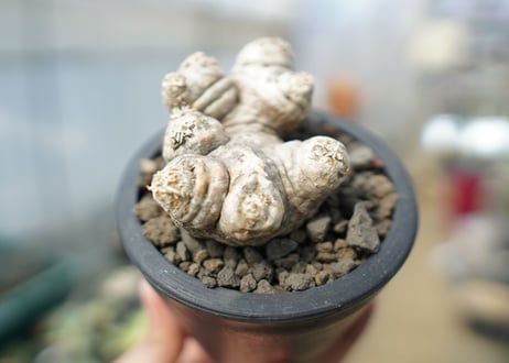 パキポディウム　恵比寿笑い　Pachypodium brevicaule