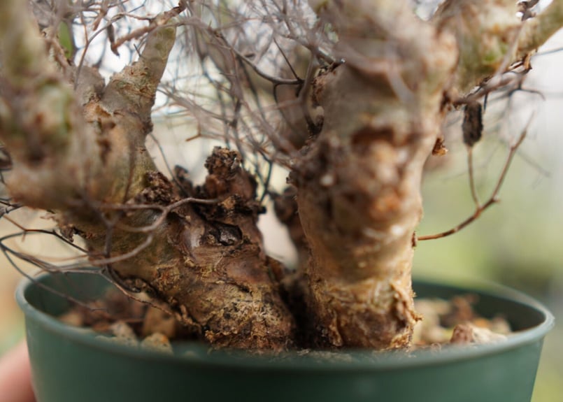 チレコドン 万物想 | mana's farm:塊根植物・アガベ・ドライガーデン