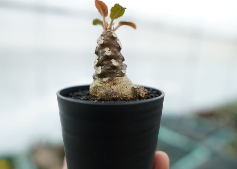 ドルステニア・フォエチダ　モンスト ドルステニア フォエチダ Dorstenia foetida No.3 | mana's fa