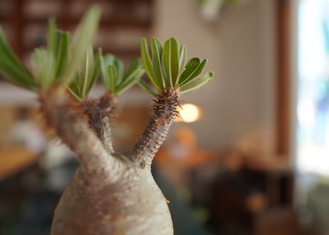 パキポディウム　グラキリス　 Pachypodium Gracilius