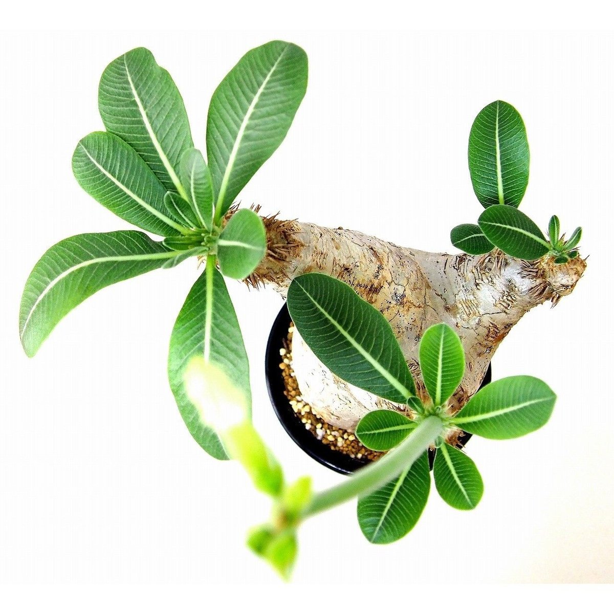 パキポディウム エブレネウム Pachypodium eburneum №1 | mana'