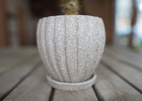 パキポディウム　​フィヘレネンセ　Pachypodium lamerei var. fiherenense