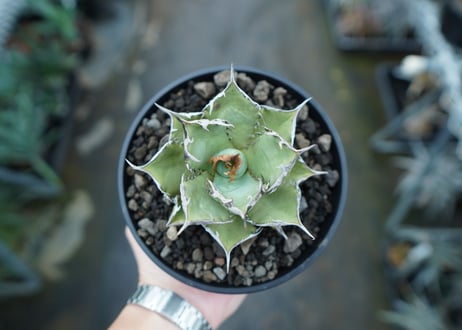 アガベ　チタノタ　FO-76　agave titanota  FO-76　No.8