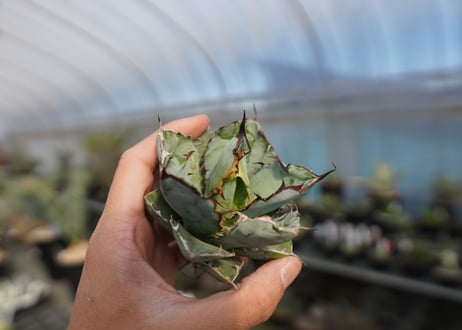 agave titanota ブラック＆ブルー　No.9