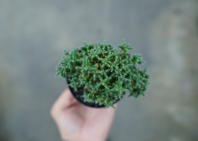 ディアステマDiastema cf. fimbriatoloba トリコディアデマ ステラツム Trichodiadema stellatum No.2 |