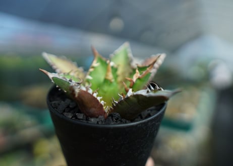 アガベ　チタノタ　レッドキャットウィーズル　Agave titanota Red catweezle　No.9