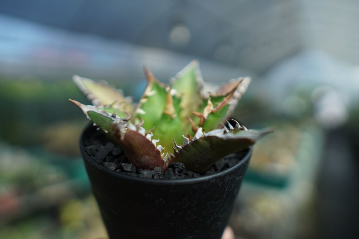 アガベ チタノタ レッドキャットウィーズル Agave titanota Red catwee