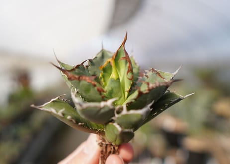 agave titanota FO-76  No.14